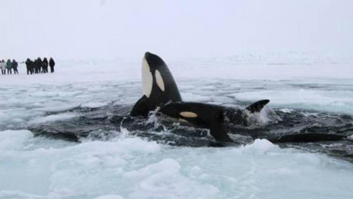 12 balene ucigase au ramas blocate sub gheata canadiana