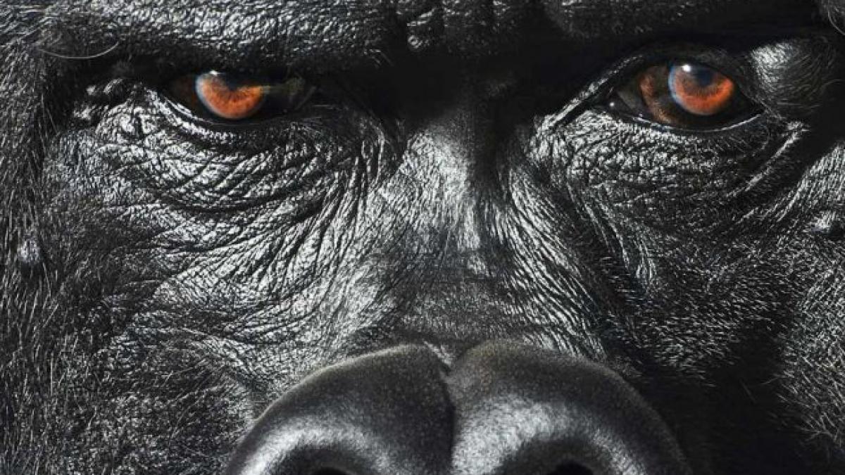 mai mult decat umani fotografii impresionante cu animale salbatice care arata cat de asemanatoare