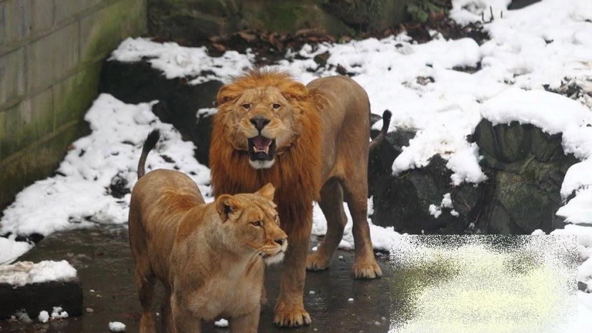 pozele astea au revoltat un miliard de oameni mintea lor era inghetata de frigul de afara