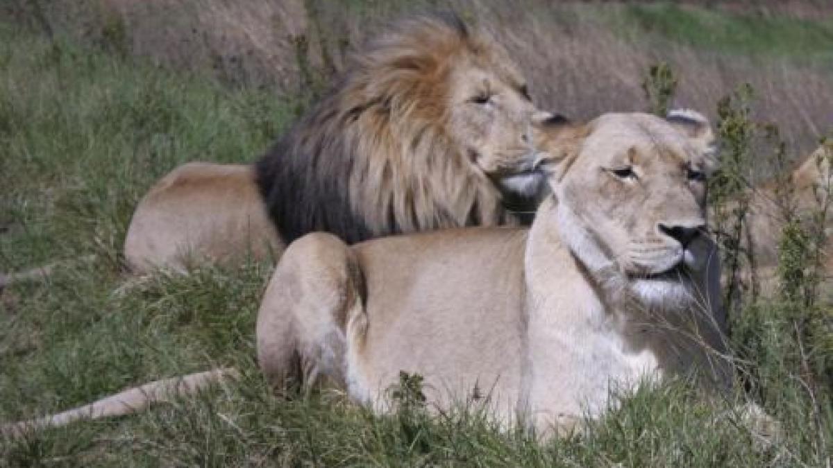 zambia interzice vanatoarea de lei si leoparzi