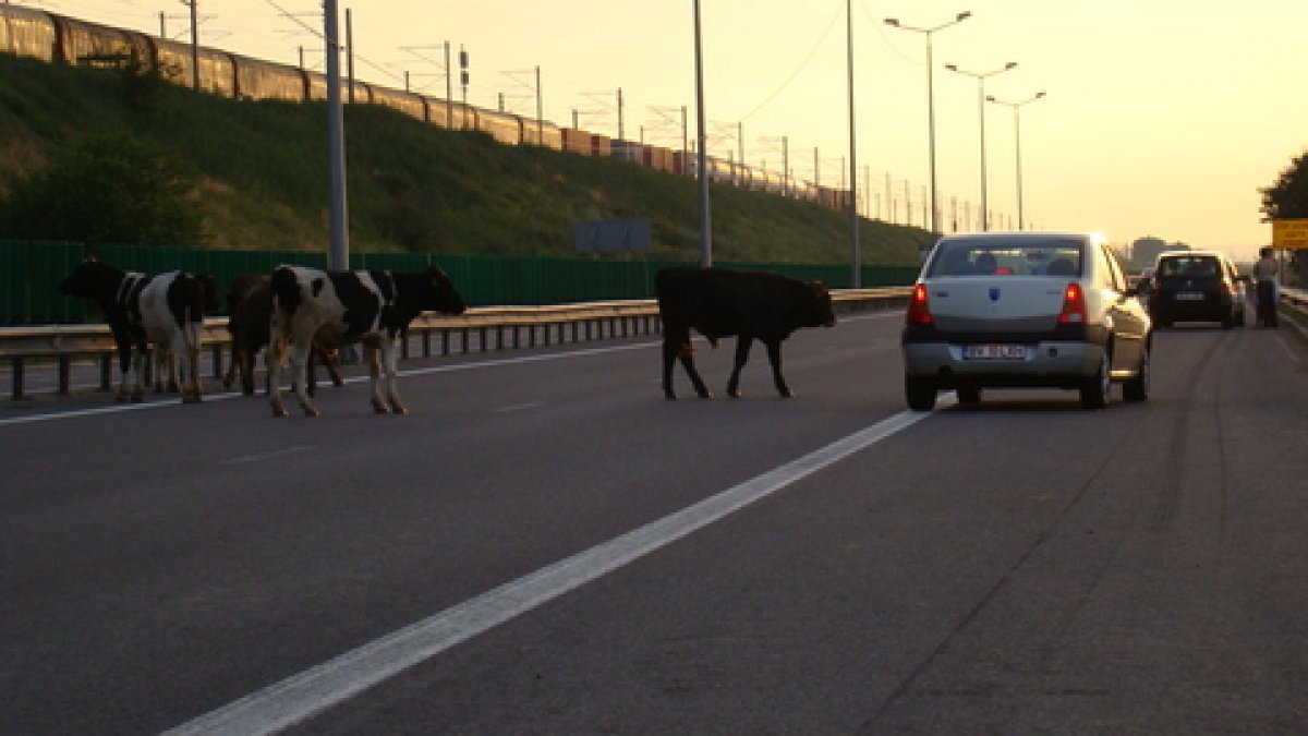 Este o bătaie de ce se întâmplă cu autostrăzile România. Firma luat 4 MILIOANE de euro pentru a nu face nimic