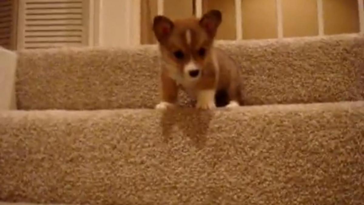 printre primele lectii din viata unui catel cum sa cobori scarile