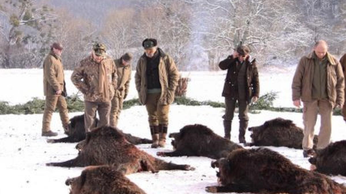 am sperat ca vom putea opri macelul 230 de animale au fost ucise in timpul vanatorii de la balc