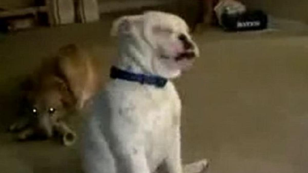 un bulldog care simte muzica miscarile lui simpatice l au transformat in vedeta pe internet