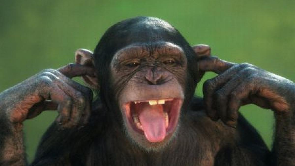 ce face omul face si maimuta un cimpanzeu a devenit dependent de filme porno