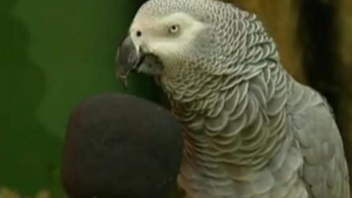 papagalul einstein nu iti va veni sa crezi ce poate sa faca aceasta pasare