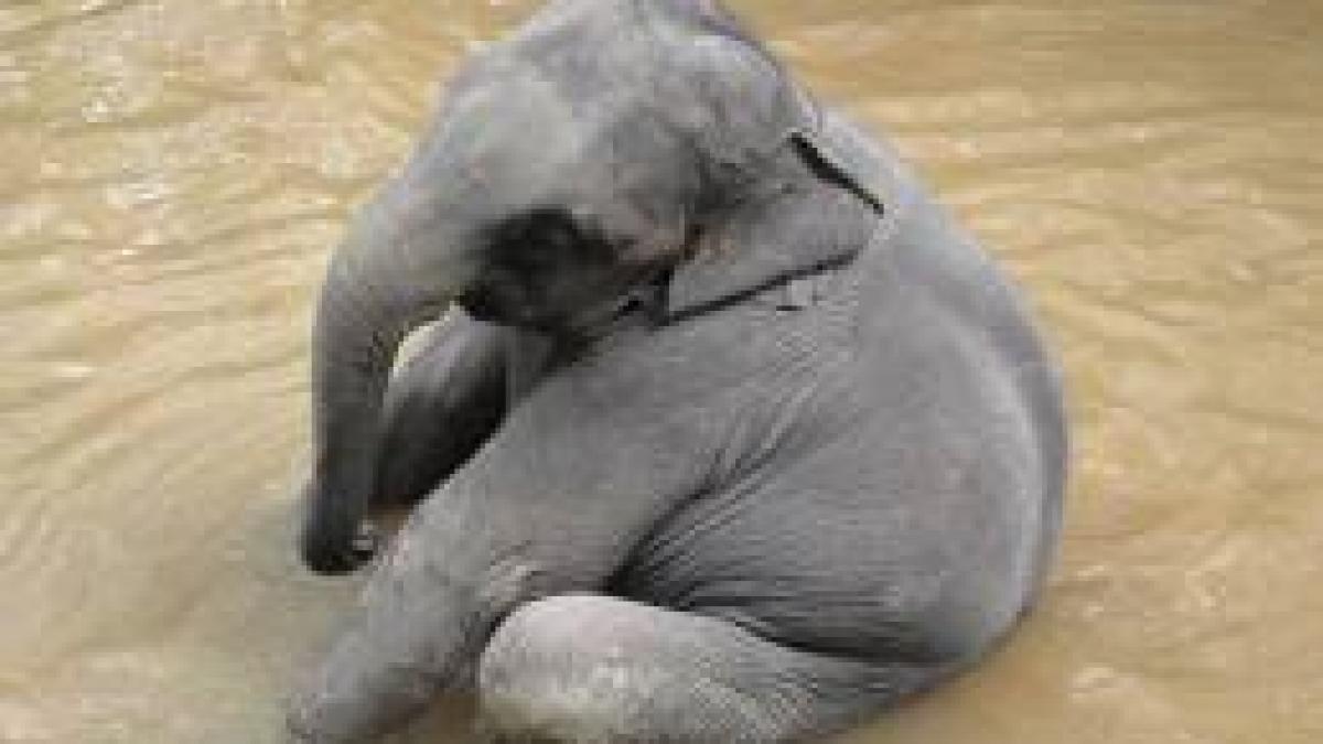 un pui de elefant a fost salvat dintr o fantana cu un buldozer