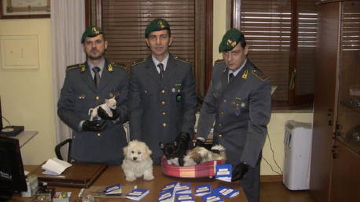 politistii italieni au distrus o retea de traficanti de catei