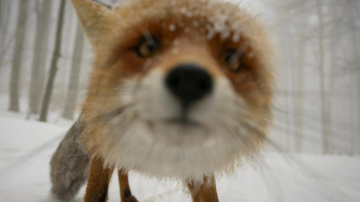 vulpoiul curios si fotograful genial imaginea care a devenit viral pe facebook