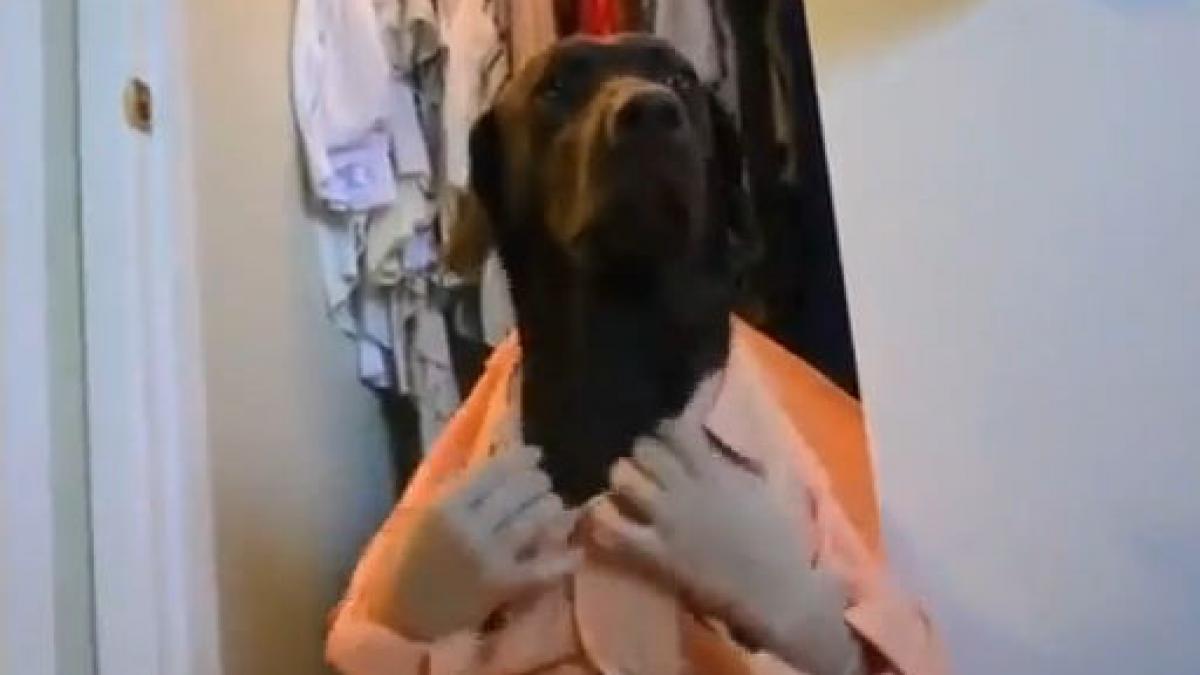 sa mai si radem cum arata o zi obisnuita din viata unui caine