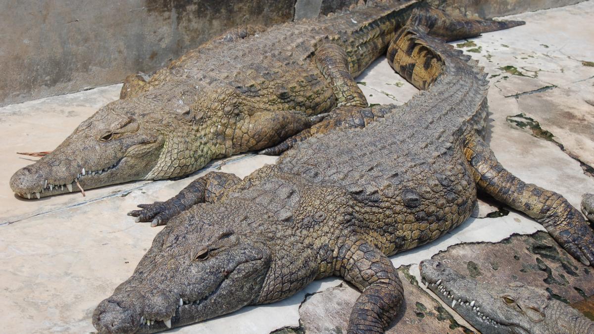 15 000 de crocodili au scapat dintr o ferma