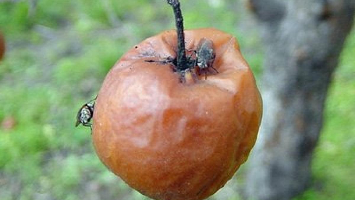 ce s a intamplat astazi dupa ce apple a facut anuntul efectul s a vazut in china europa sua