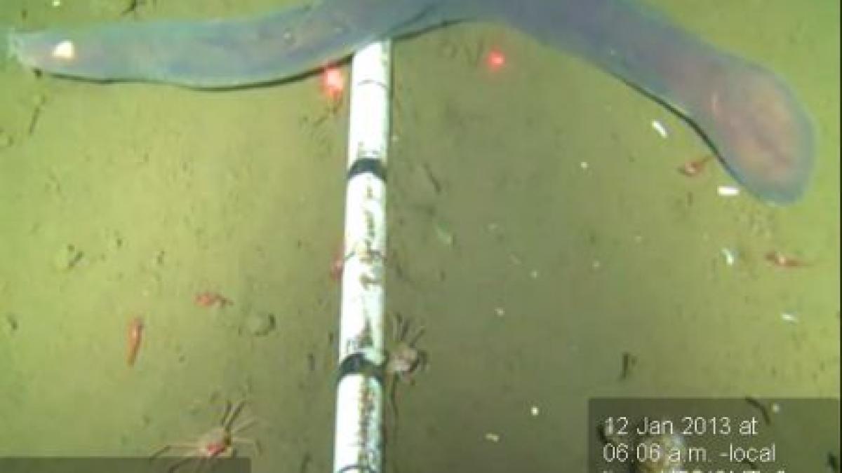 imaginea care i a uimit pe cercetatori ce a gasit un tanar pe fundul oceanului