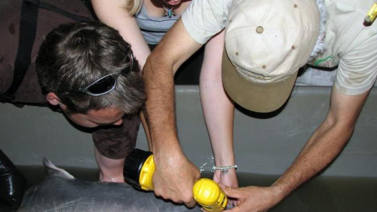 morun de peste 200 de kilograme salvat din mainile braconierilor