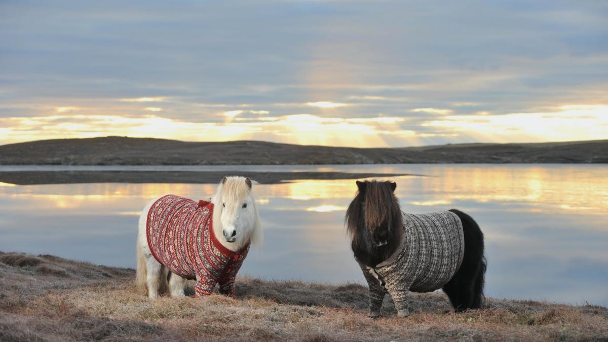 doi ponei sunt vedetele care promoveaza turismul scotian