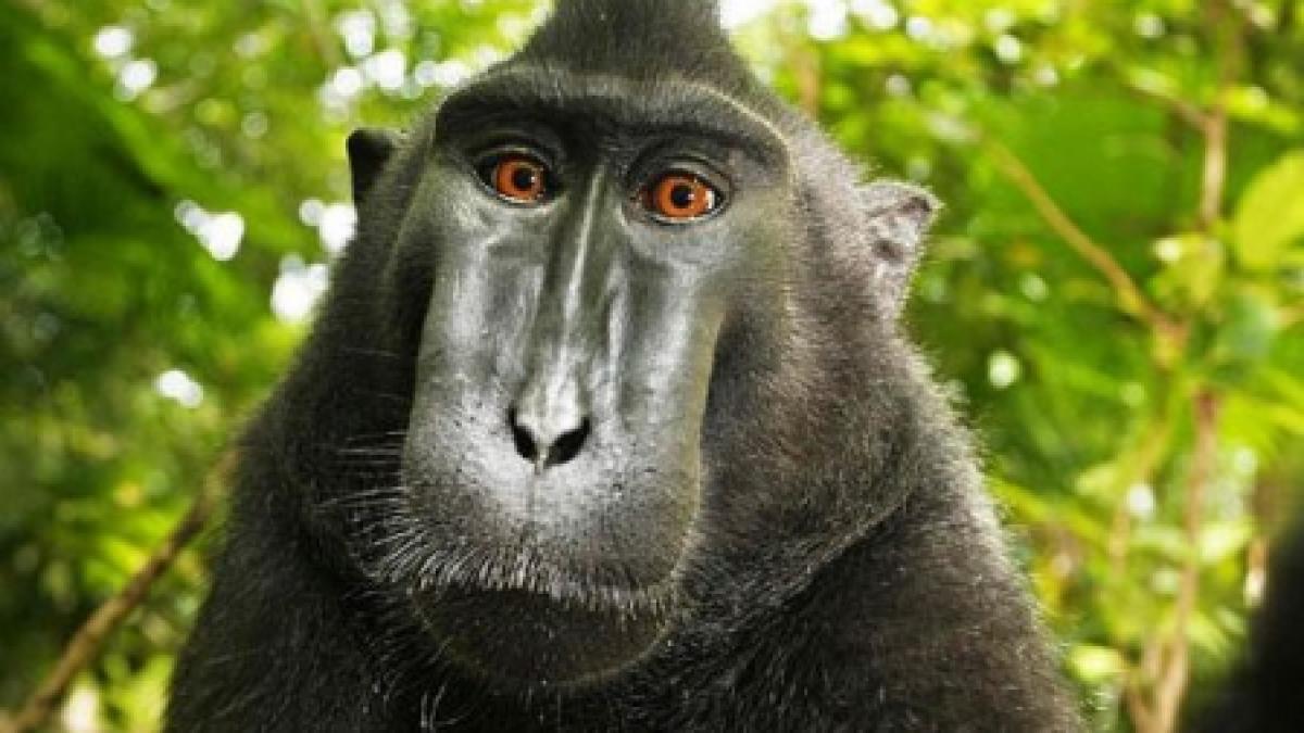 iranul a trimis o maimuta in spatiu si recuperat o apoi vie si sanatoasa