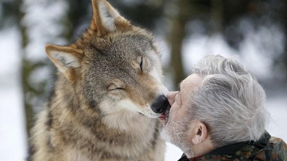 barbatul care schimba legile naturii lupii salbatici mananca din gura lui