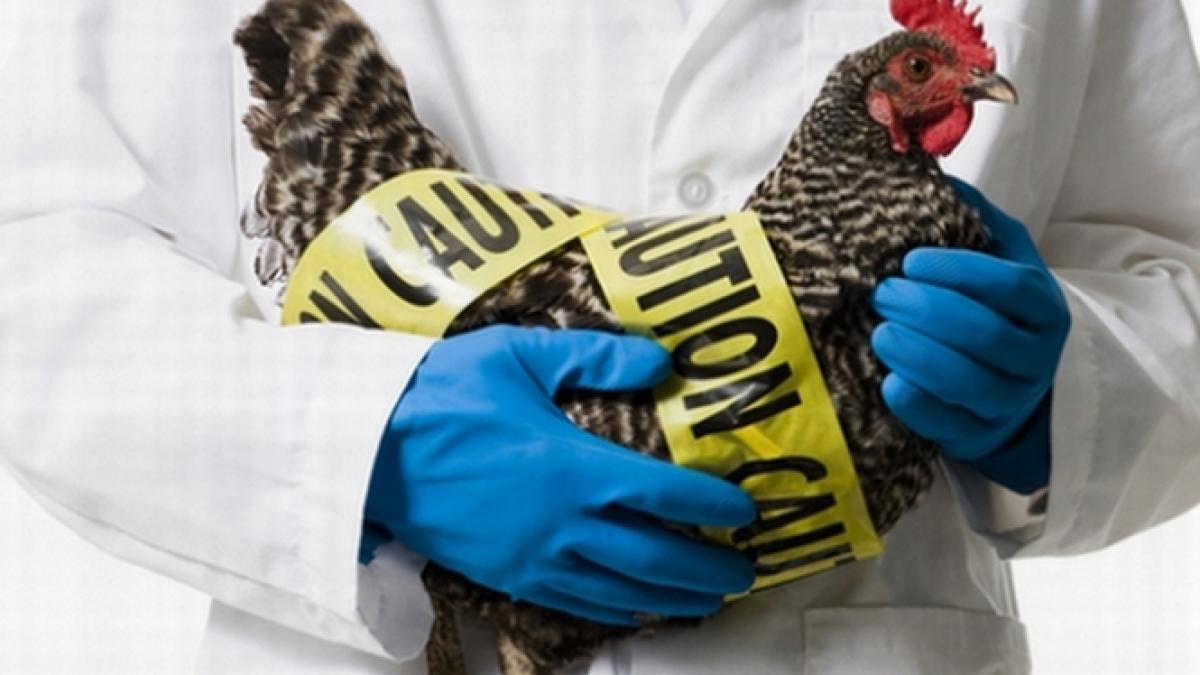 lumea este amenintata de un nou focar de gripa din cauza crizei economice care sunt tarile cu risc