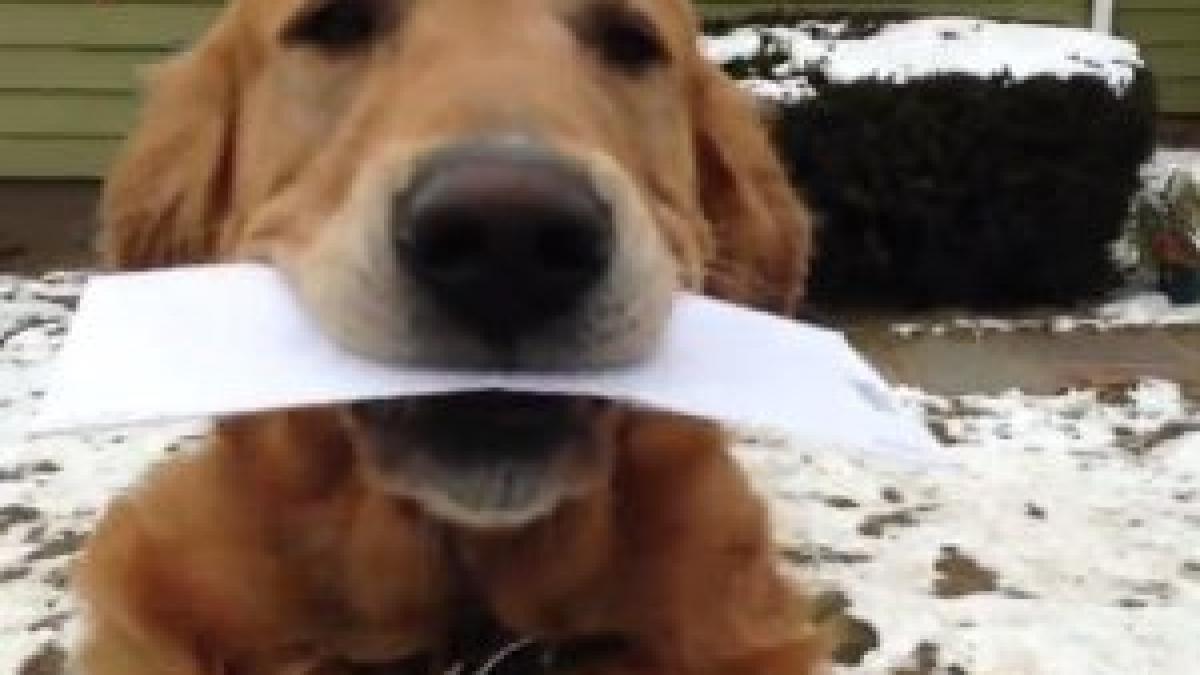 cea mai buna parte din ziua unui postas