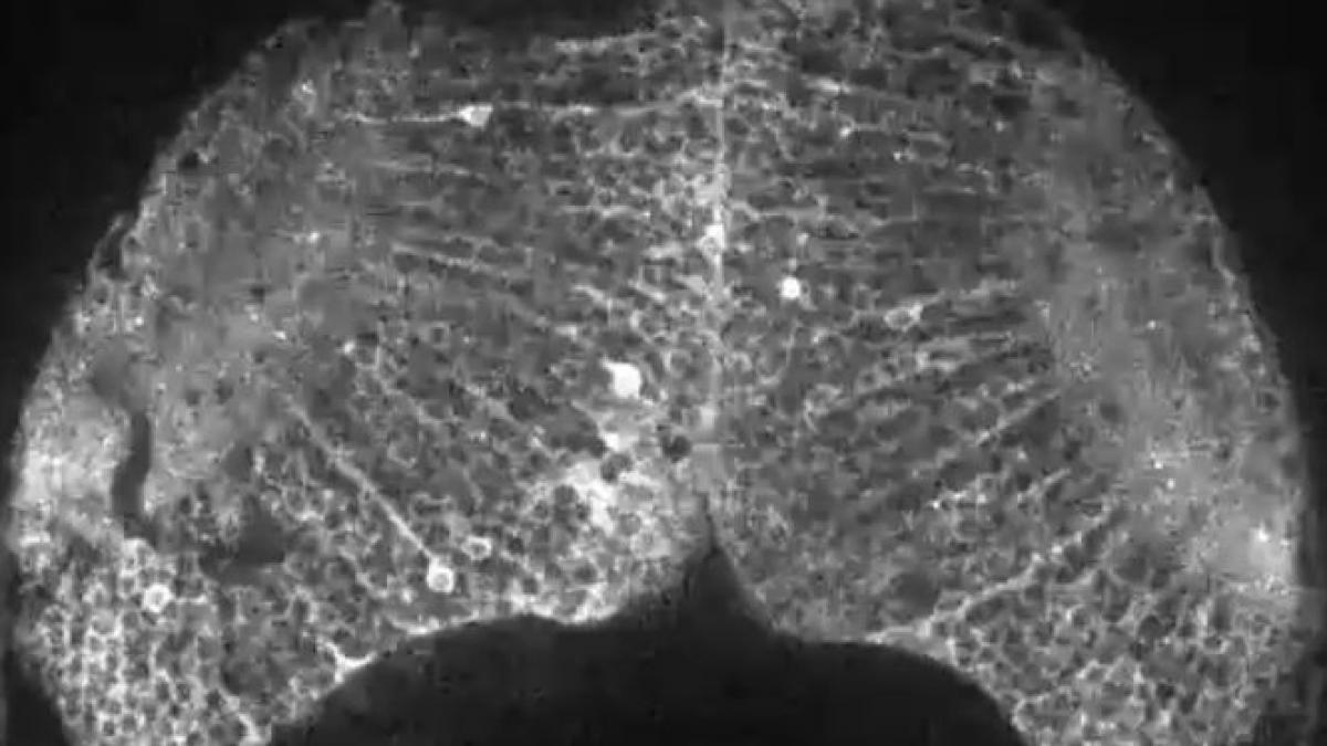 descoperire incredibila ce se intampla in creier atunci cand se formeaza un gand