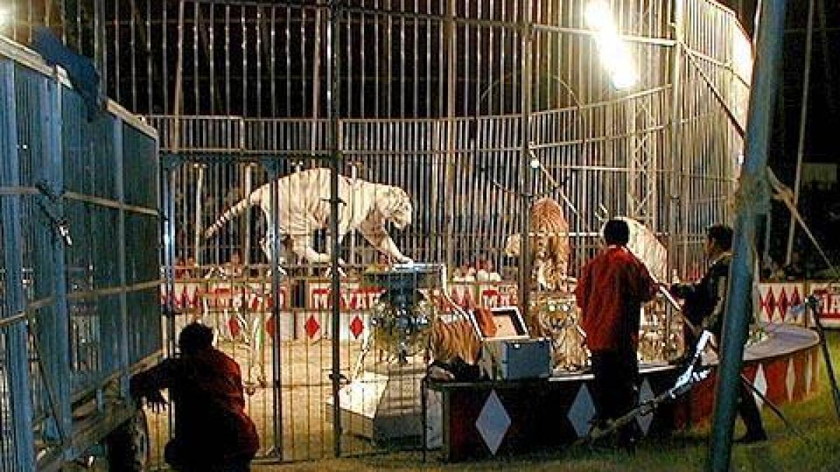 imagini socante surprinse la un spectacol de circ un tigru sfasie in bucati dresorul chiar in