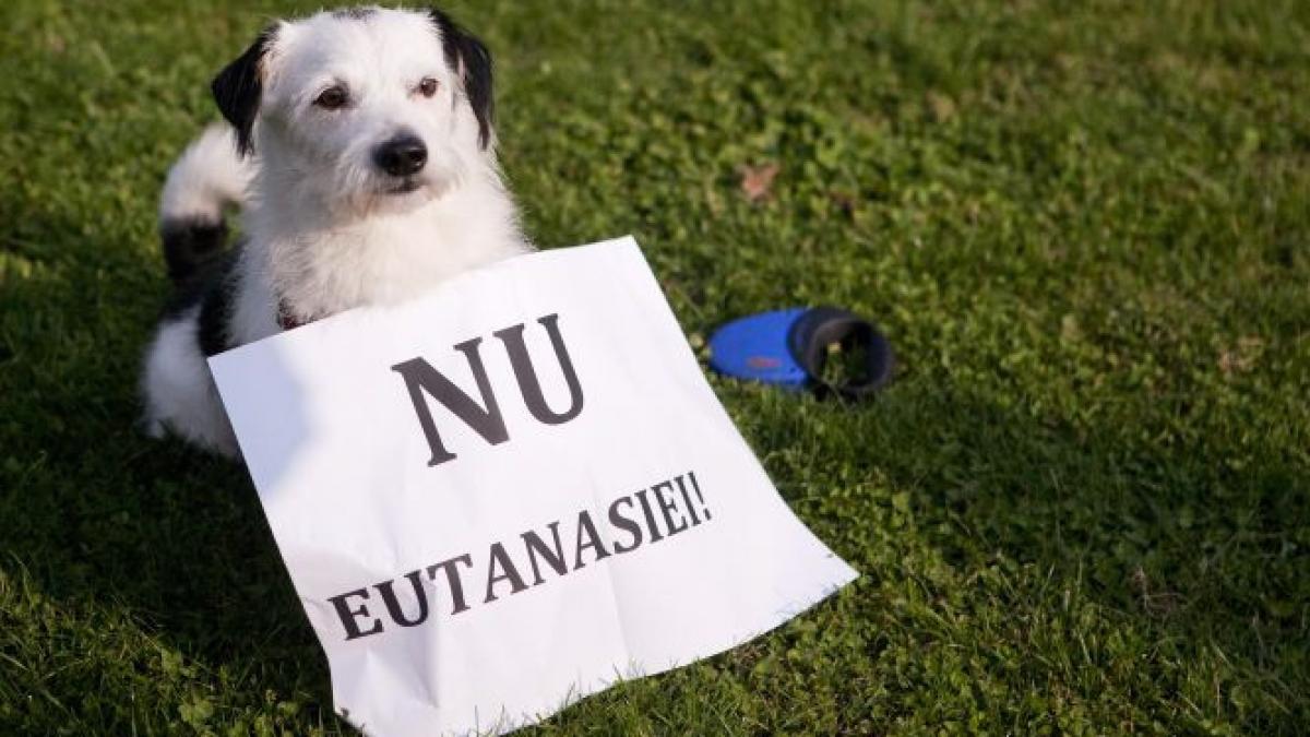 Protest în faţa Ambasadei României din Berlin. Manifestanţii reclamă un abuz din partea autorităţilor braşovene