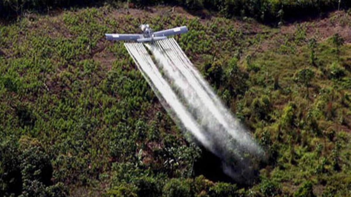 rebelii columbieni cer legalizarea culturilor de coca si marijuana