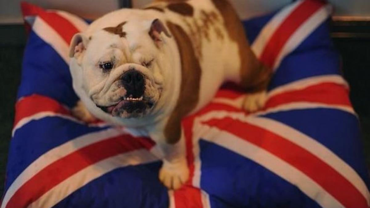 din 2016 toti cainii din marea britanie vor purta microcipuri