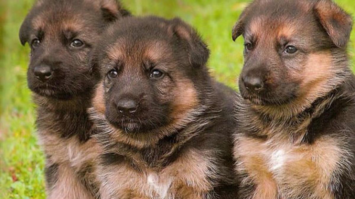 studiul care arata cat de destept este cel mai bun prieten al omului