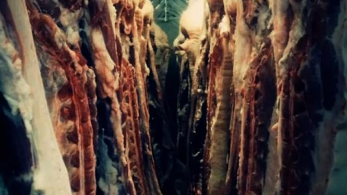 Abatoarele româneşti NU sunt responsabile pentru scandalul cărnii de cal  | Antena 3 CNN