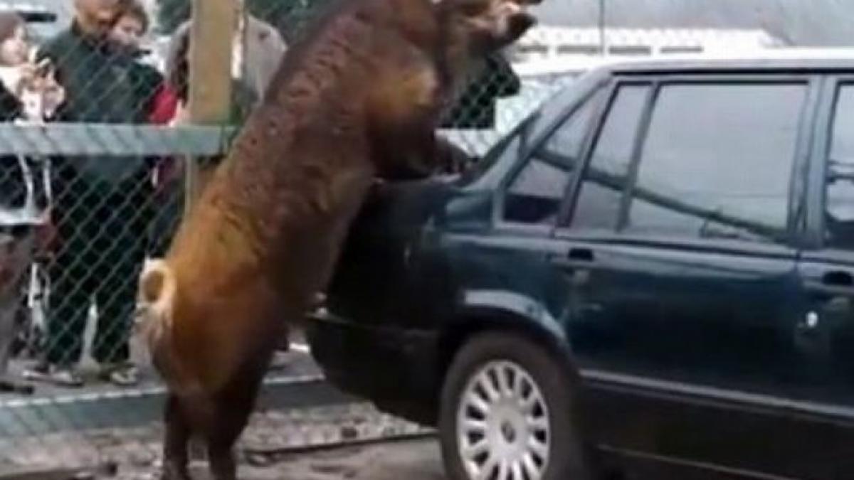 care este legatura dintre un mistret si un volvo o dragoste nebanuita