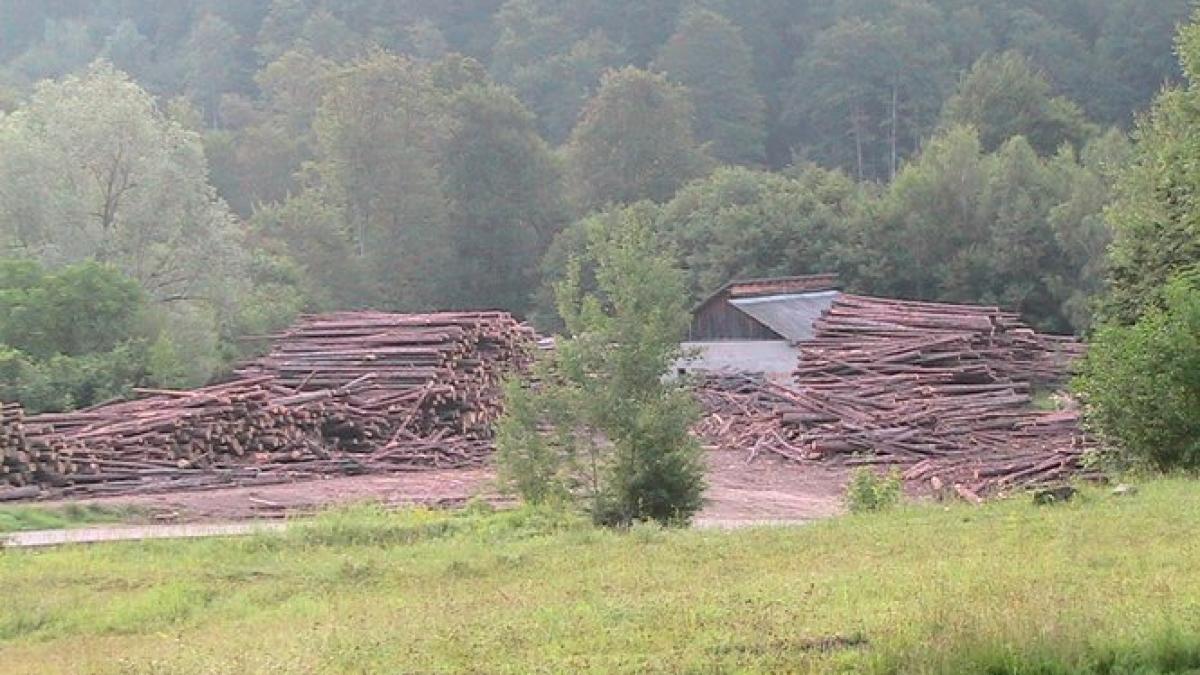 vom asista la o defrisare in masa a padurilor cum se poate face asta prin modificarea codului silvic