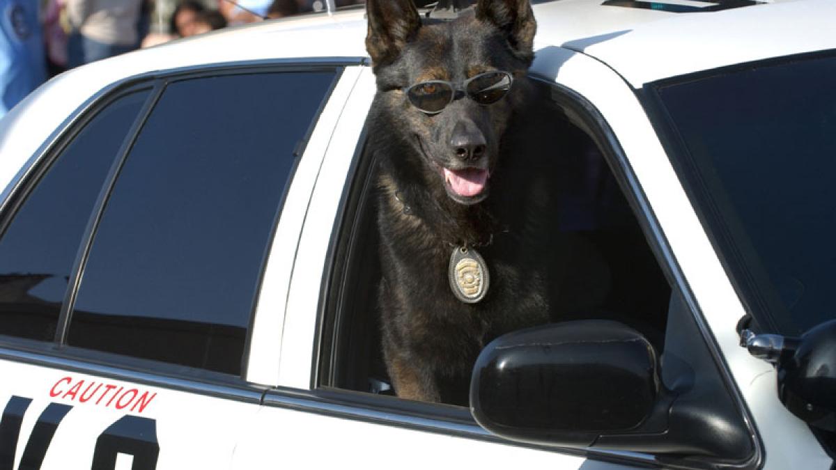 l am urmarit l am muscat sau cum arata raportul intocmit de un patruped politist