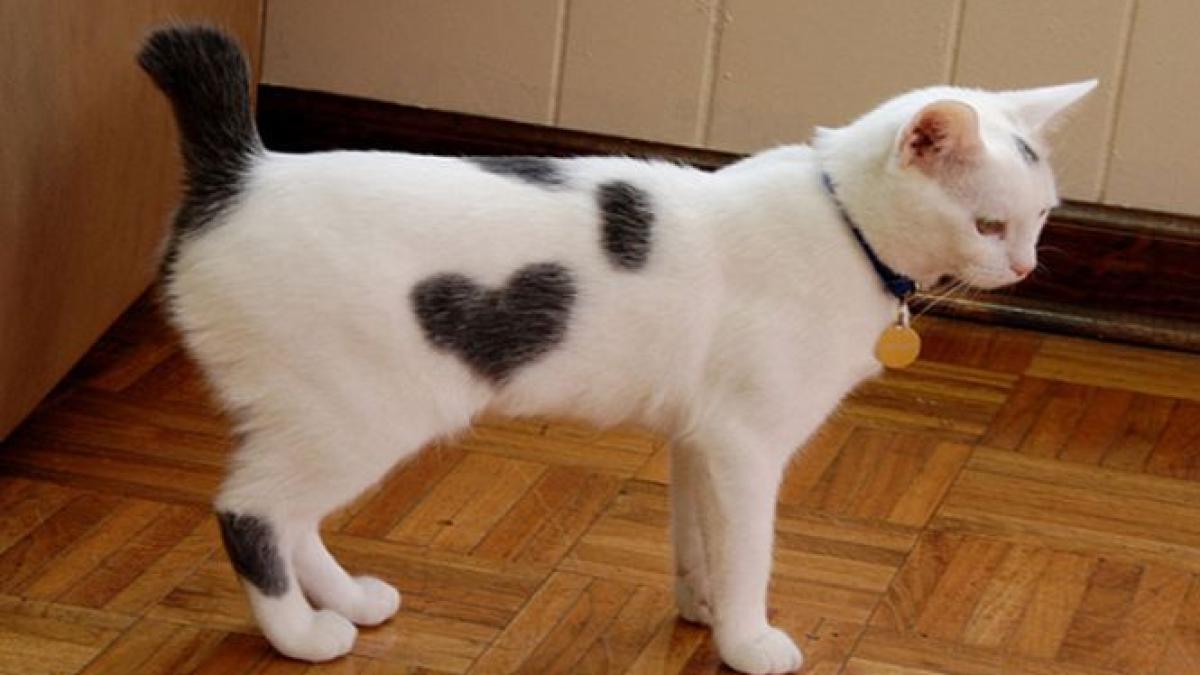 love is in the air vezi imagini pline de duiosie