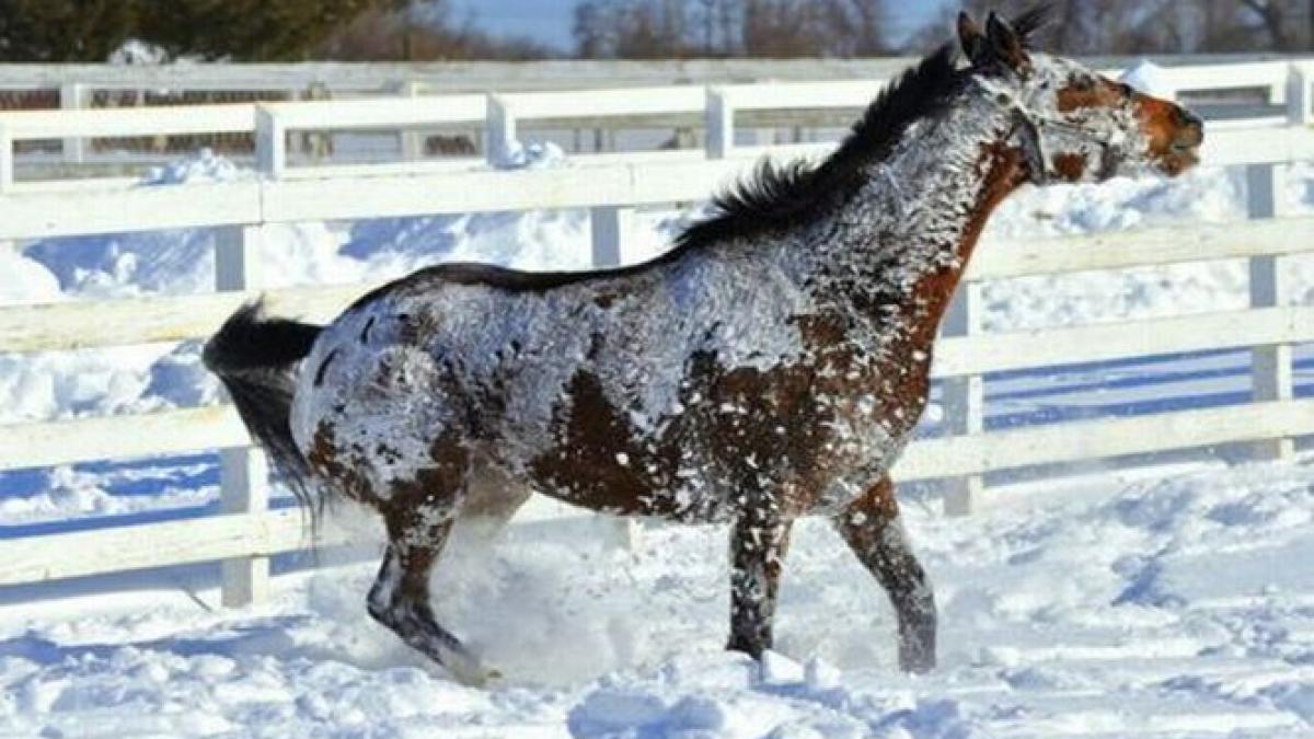 si caii iubesc zapada uite cum se bucura de ninsoare