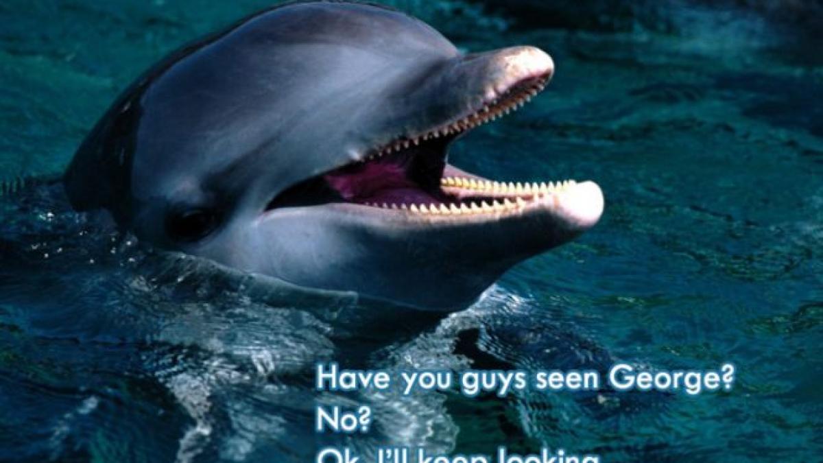 delfinii isi striga partenerii pe nume