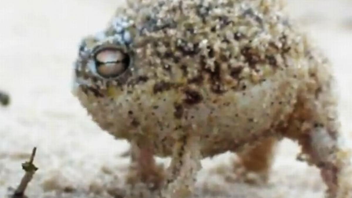 cea mai draguta broasca din lume a adunat peste 3 5 milioane de vizualizari pe youtube in numai