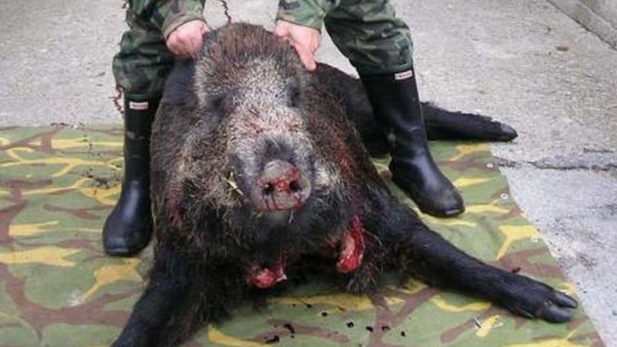 natura se razbuna cateodata lectie infricosatoare pentru braconieri