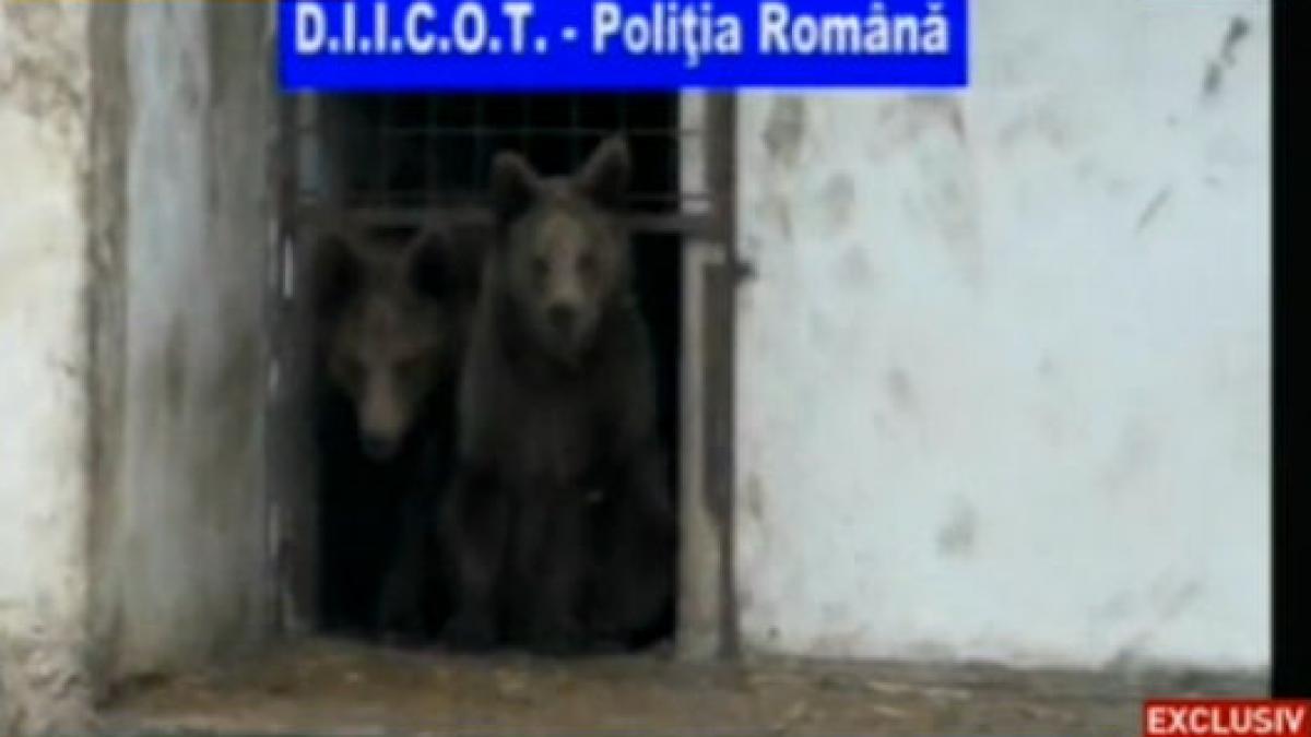 leii si ursii fratilor camataru au fost confiscati comisarii garzii de mediu sustin ca interlopii