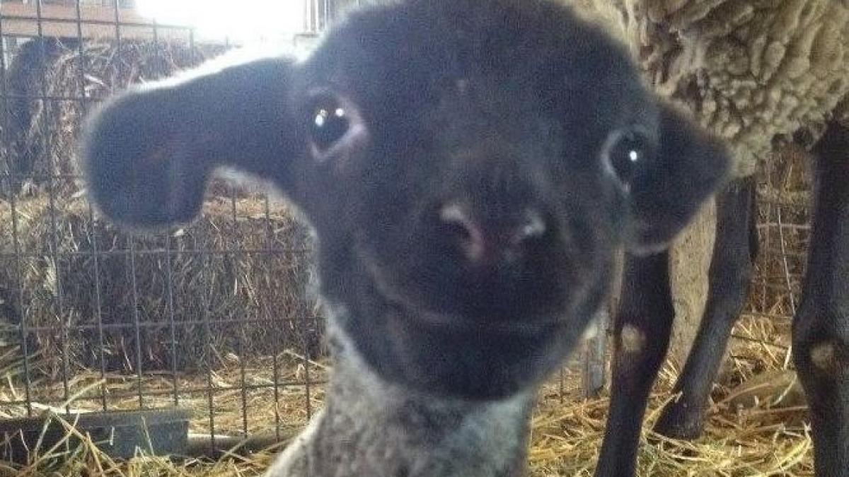 e cel mai dragalas mielut zambeste la aparatul foto si te va face si pe tine sa zambesti