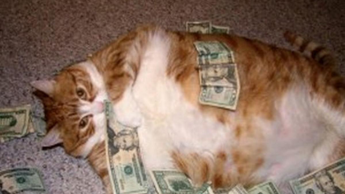 motanul milionar si a dat ultima suflare tommaso avea in cont peste 10 milioane de euro