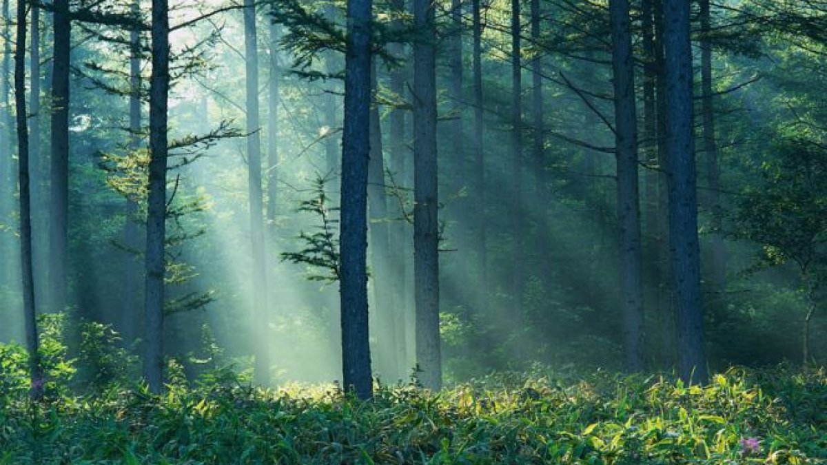 Iniţiativele legislative care pot conduce la degradarea pădurilor ...