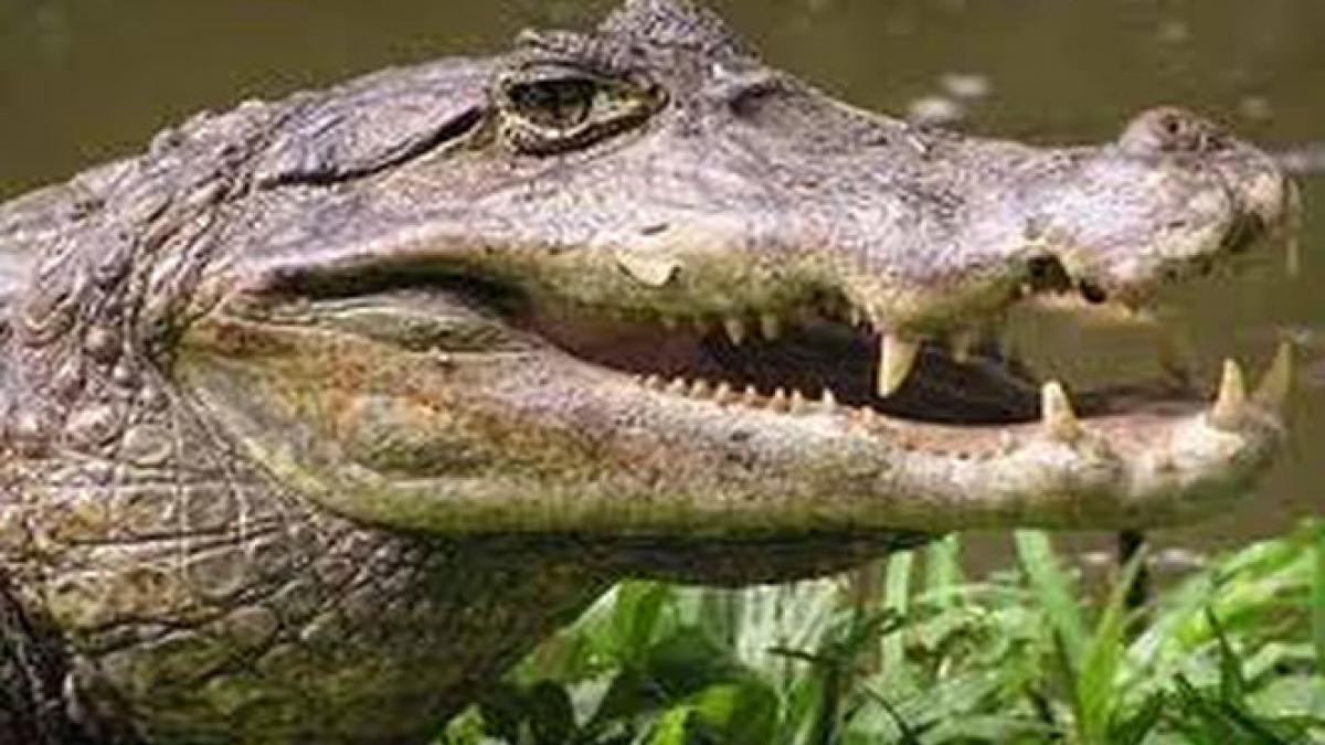 trafic de crocodili la gradina zoologica din sibiu doi caimani au fost cumparati ilegal