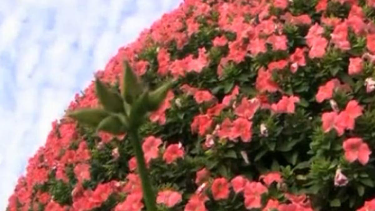 vezi unde a fost inaugurata cea mai mare gradina cu flori naturale din lume