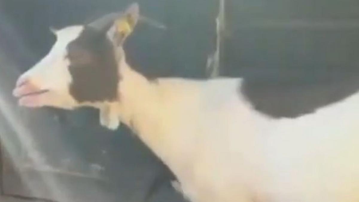 video viral capre care imita vocea umana