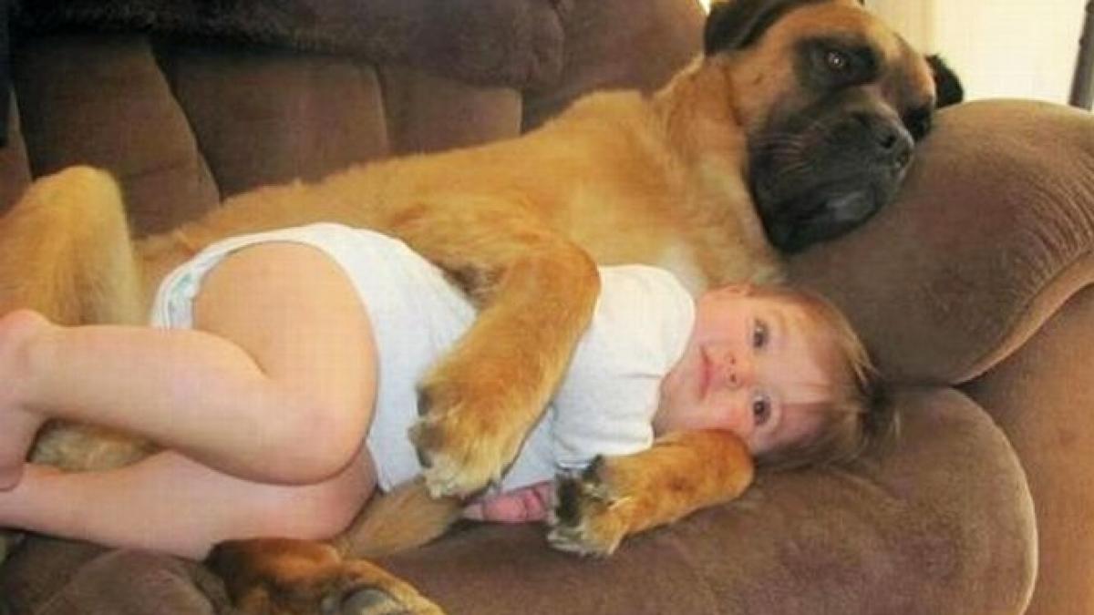 cel mai credincios prieten al omului povestea impresionanta a unei fetite de 3 ani salvata de la