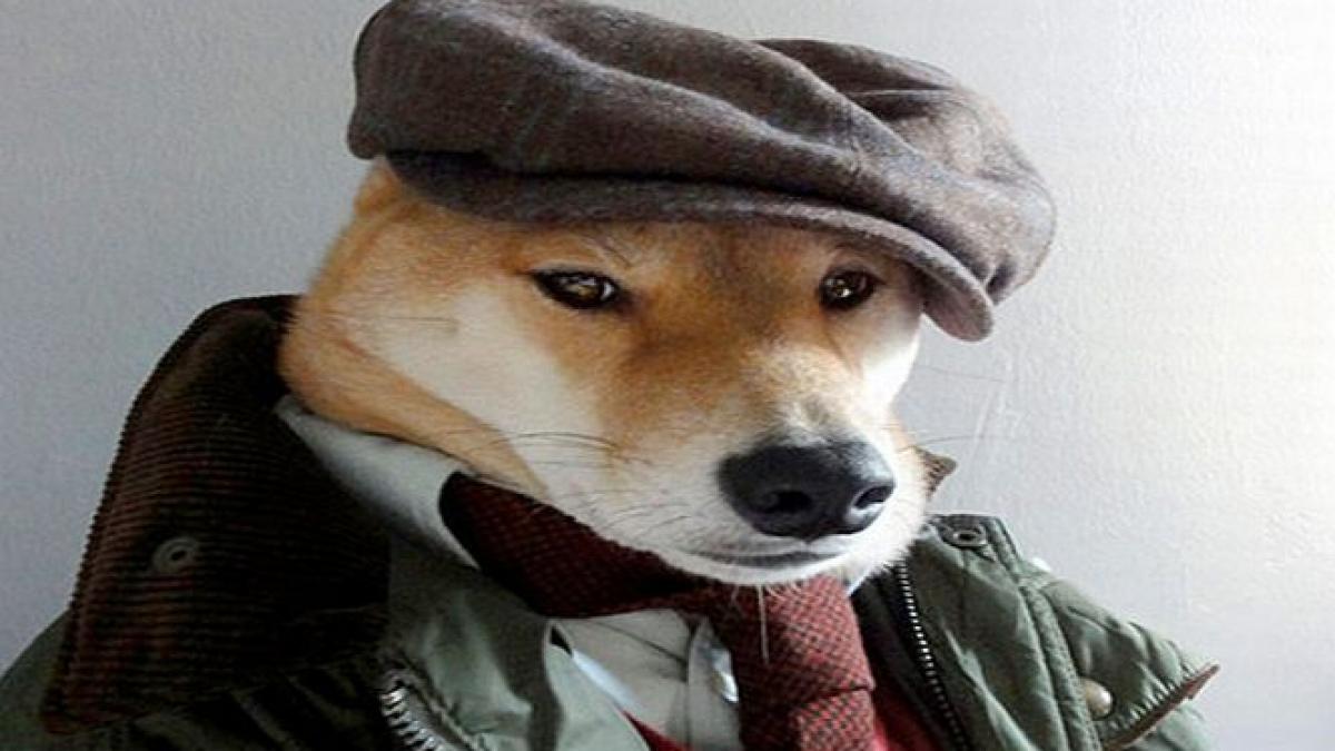 faceti cunostinta cu bodhi cainele care anunta tendintele