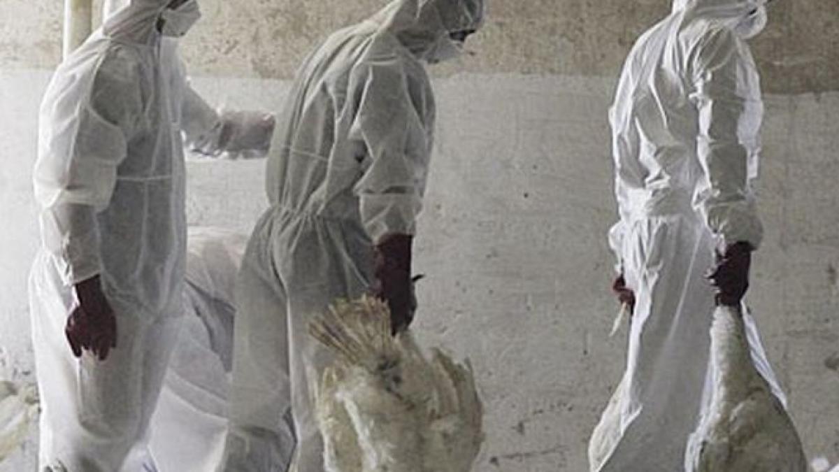 stare de alerta in mexic peste trei milioane de pasari sacrificate din cauza epidemiei de gripa