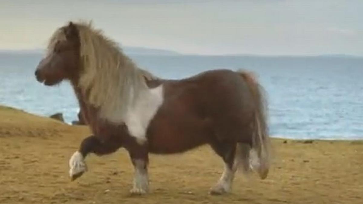 video viral poneiul dansator care a cucerit internetul