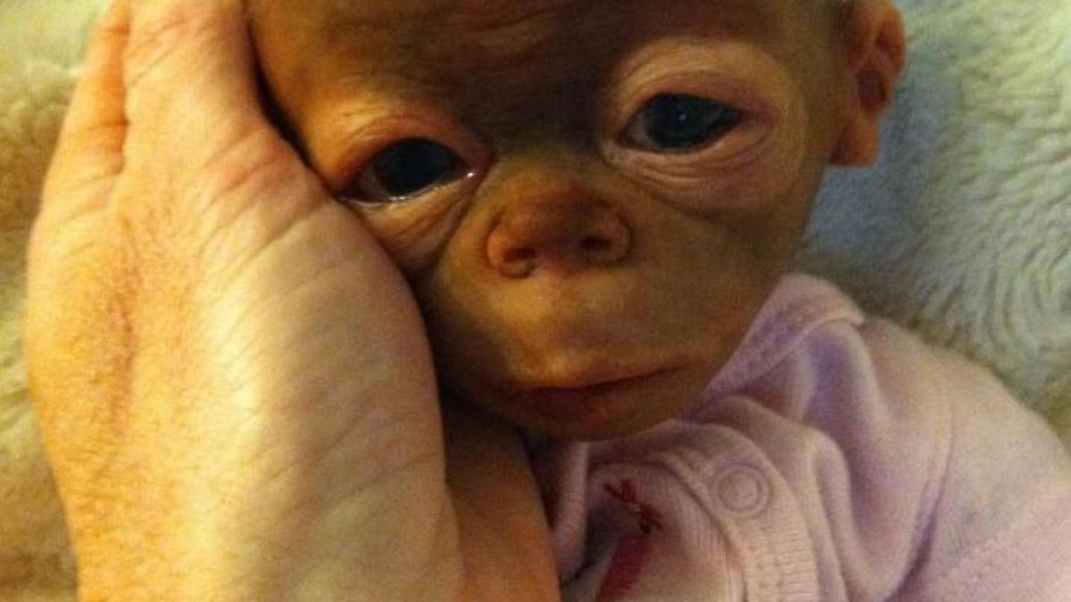 puiul de urangutan de care s au indragostit milioane de oameni putini stiu insa asta despre el